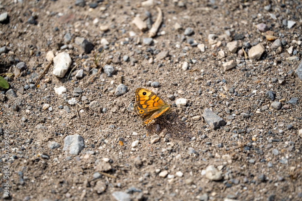 close-up of a Wall brown butterfly (Lasiommata megera) close-up of a Wall brown butterfly (Lasiommata megera)