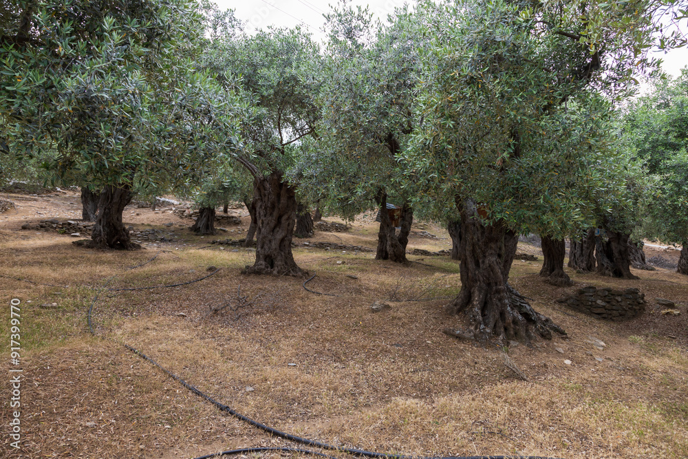 Fototapeta premium Olive grove on the island of Thassos in Greece. Large trees bear olives.