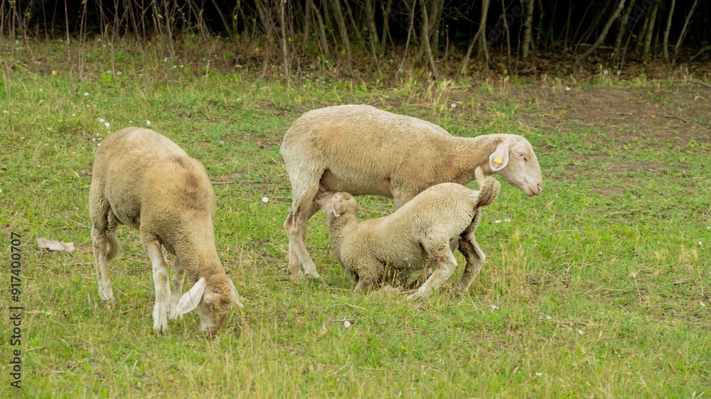 Fototapeta premium Sheep grazing in a green pasture with a lamb nursing, illustrating concepts of farm life and rural agriculture