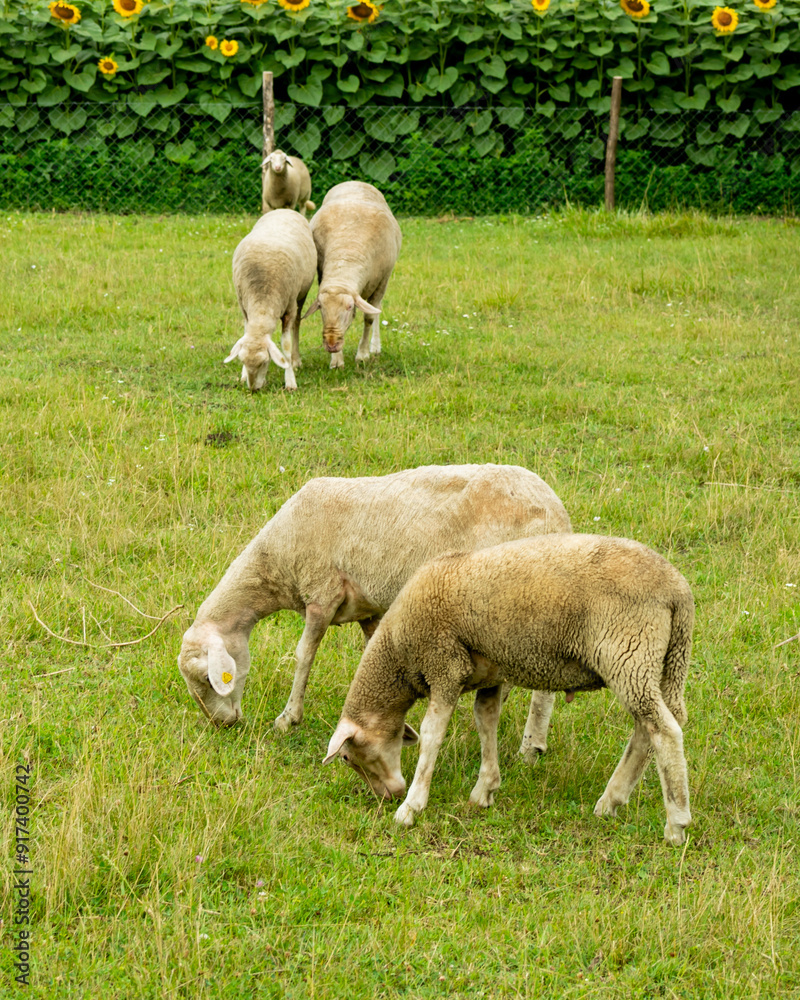 Sheep grazing on a lush green field with a backdrop of blooming sunflowers, symbolizing sustainable farming and agriculture