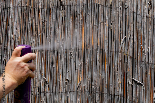 Tableau sur toile A hand spraying insect repellent onto a bamboo fence during summer to prevent mo