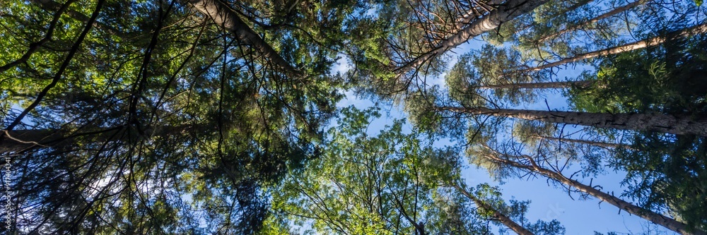 Skyward view of a serene forest canopy, representing Earth Day and the importance of environmental conservation Skyward view of a serene forest canopy, representing Earth Day and the importance of environmental conservation