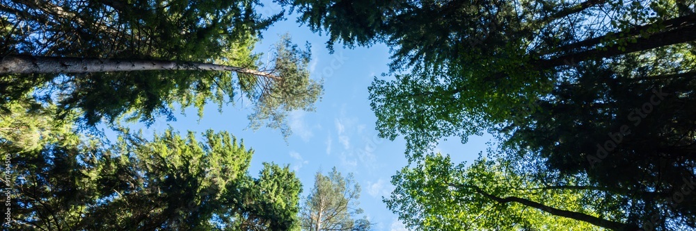 Tall evergreen trees form a canopy against a clear blue sky, embodying the tranquility of nature conservation and Earth Day