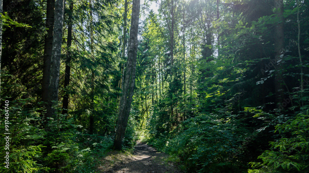 Fototapeta premium Sunlight filtering through dense forest trees along a serene trail, ideal for hiking and nature exploration