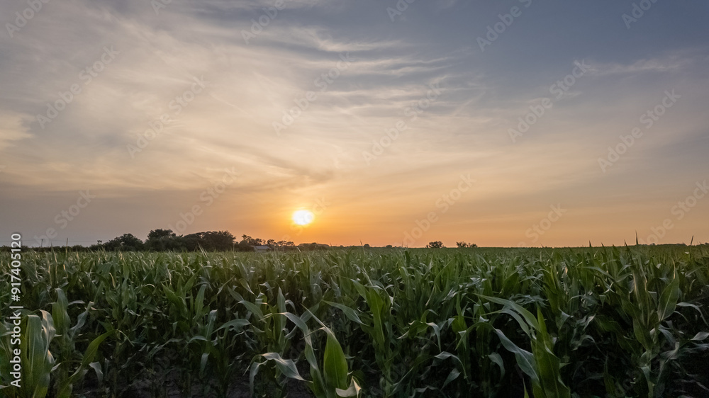 Idyllic sunset over a vast cornfield reflecting sustainable agriculture and harvest season serenity Idyllic sunset over a vast cornfield reflecting sustainable agriculture and harvest season serenity