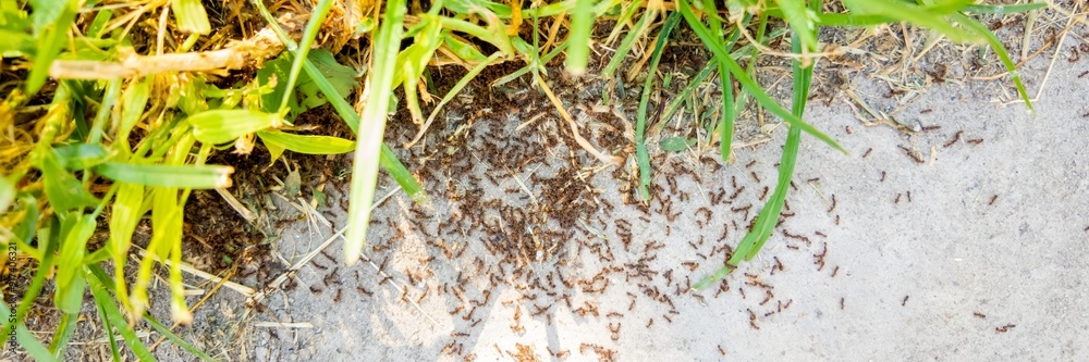 A large colony of ants swarming on a garden path, illustrating a common outdoor pest problem in summer A large colony of ants swarming on a garden path, illustrating a common outdoor pest problem in summer