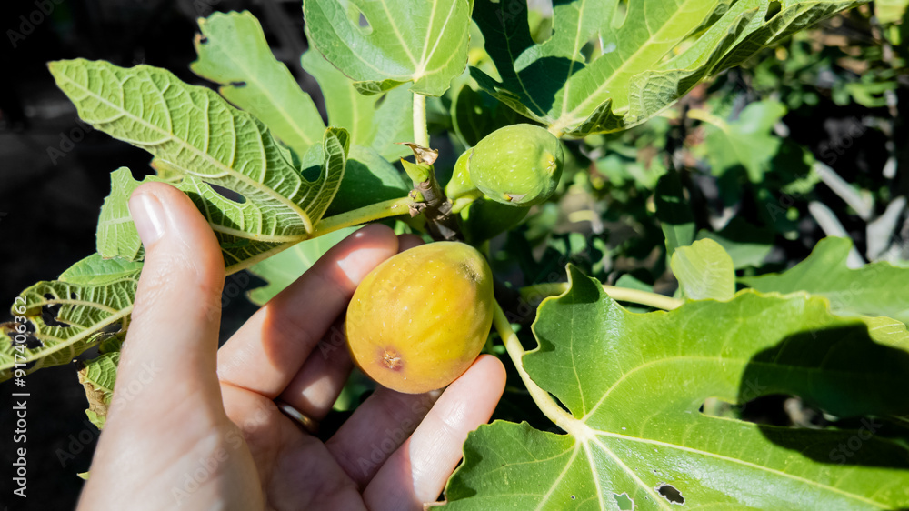 Hand picking a ripe fig from a tree, symbolizing harvest and sustainability in Mediterranean agriculture Hand picking a ripe fig from a tree, symbolizing harvest and sustainability in Mediterranean agriculture