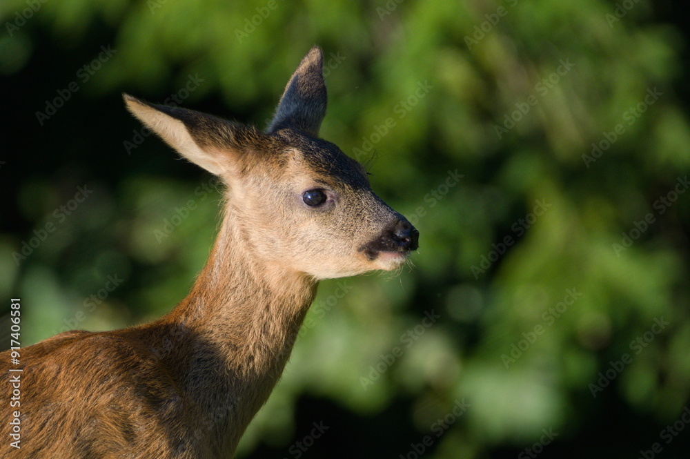 Young Capreolus capreolus aka European Roe deer. Close-up portrait. Czech republic nature. Young Capreolus capreolus aka European Roe deer. Close-up portrait. Czech republic nature.