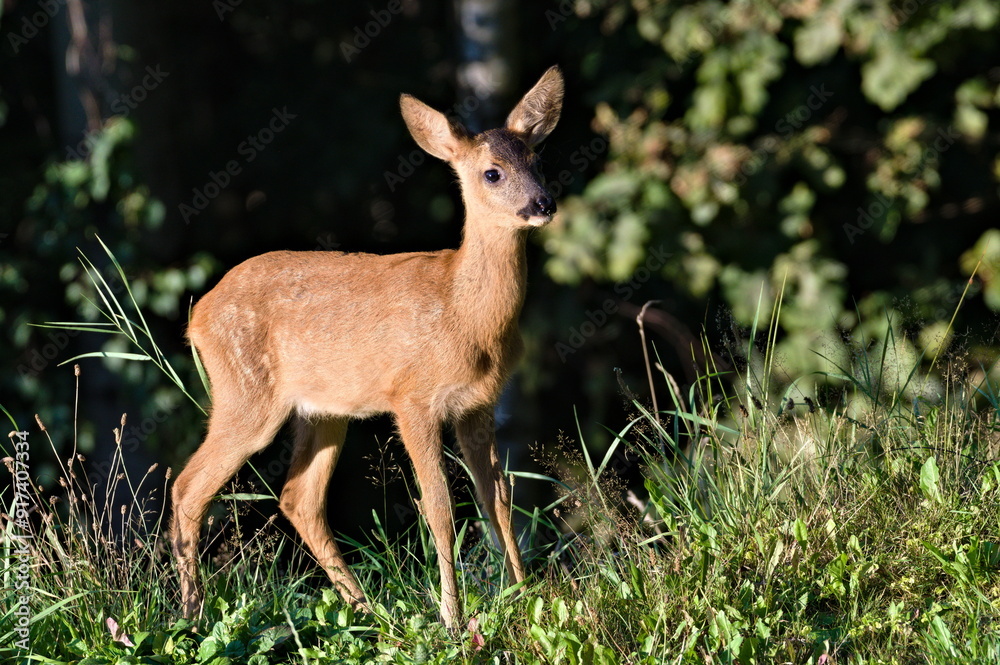 Young Capreolus capreolus aka European Roe deer. Close-up portrait. Czech republic nature. Young Capreolus capreolus aka European Roe deer. Close-up portrait. Czech republic nature.