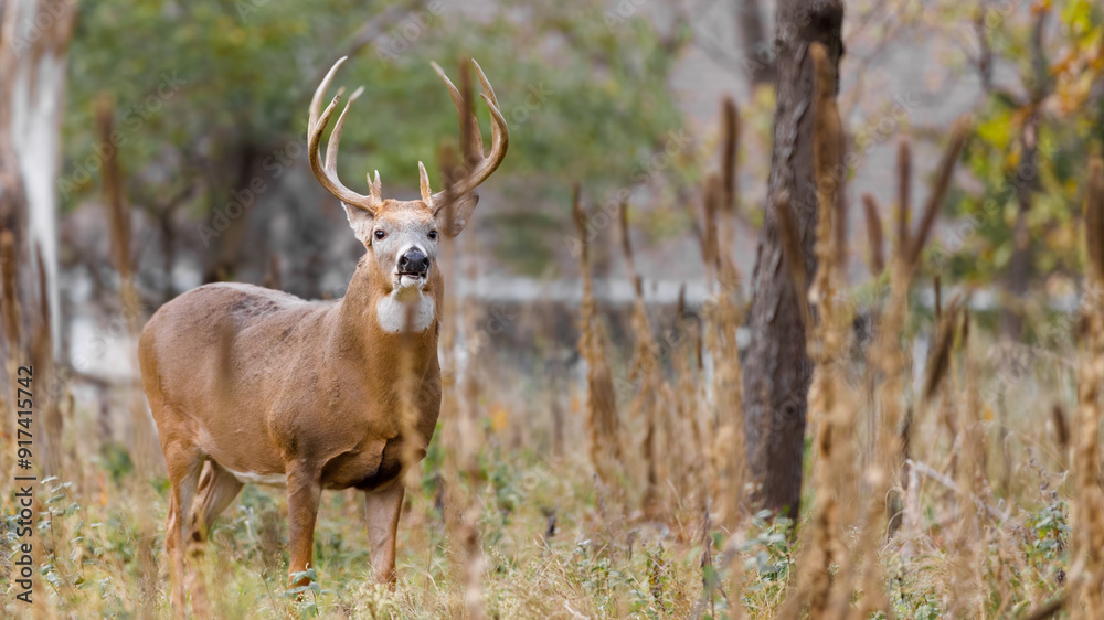 Majestic White-Tailed Deer Buck Standing in Autumn Forest Wilderness Majestic White-Tailed Deer Buck Standing in Autumn Forest Wilderness
