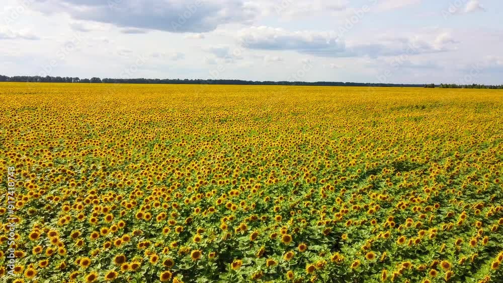 The sunflowers are in full bloom, their petals unfurling to reveal their dark centers, against a backdrop of blue sky and white clouds.