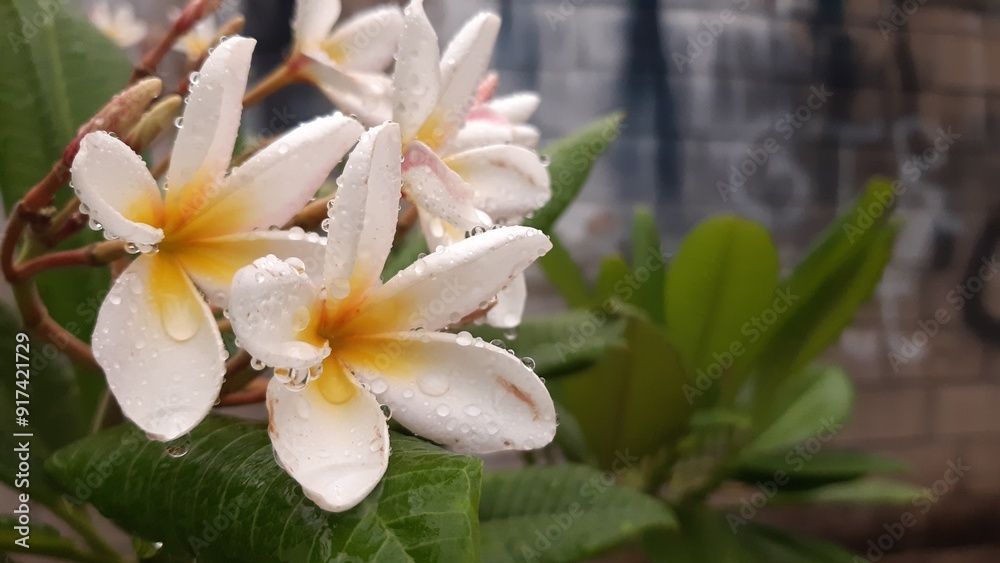 Fototapeta premium Flor blanca