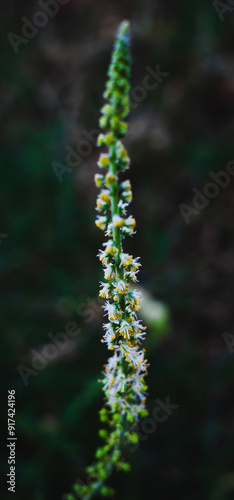 close up of fern