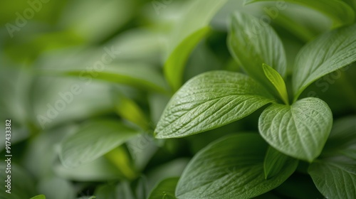 Close-Up of Fresh Green Mint Leaves in Natural Light