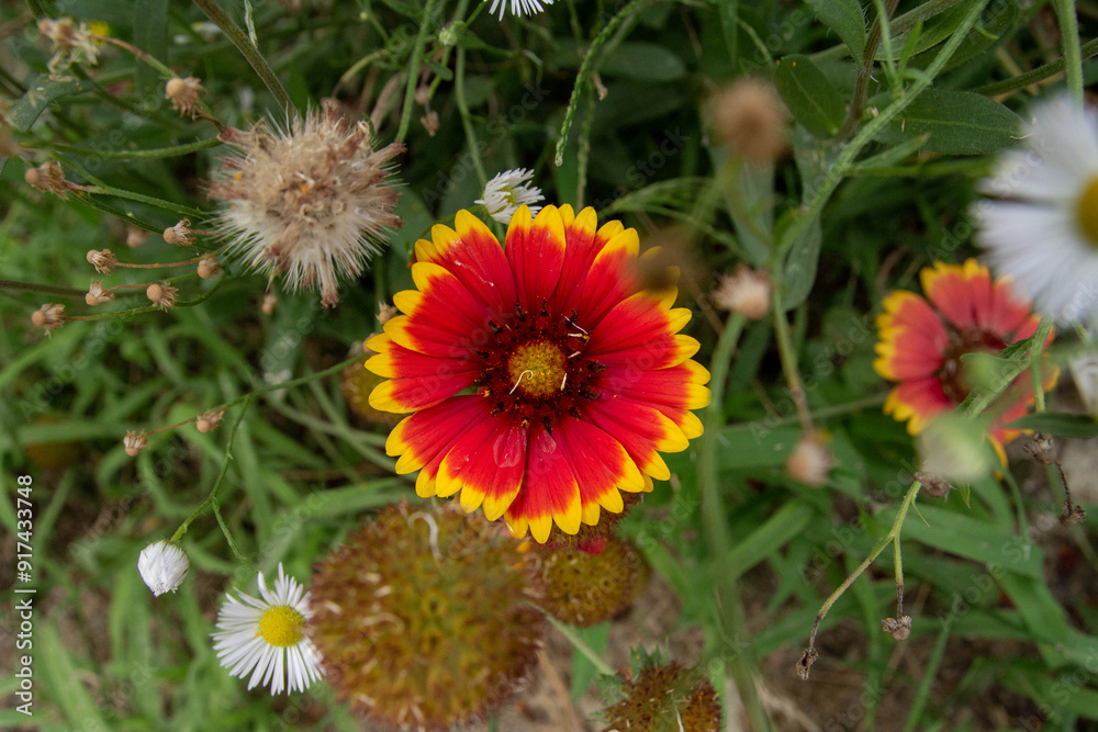 Gaillardes et vergerettes en fleur. Gaillardes et vergerettes en fleur.