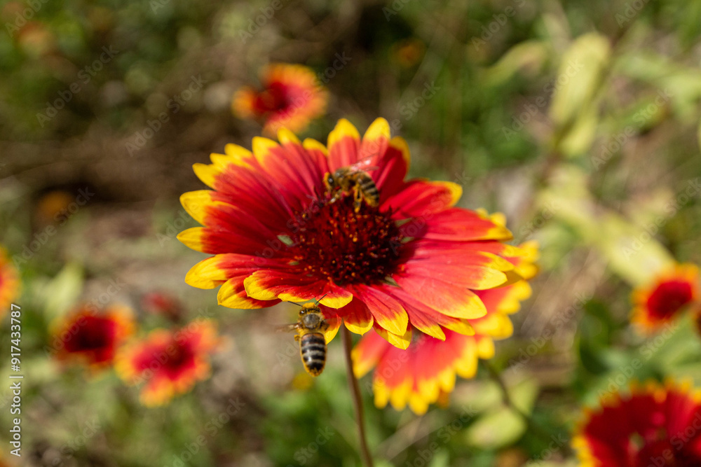 Abeille butinant une gaillarde en fleur. Abeille butinant une gaillarde en fleur.