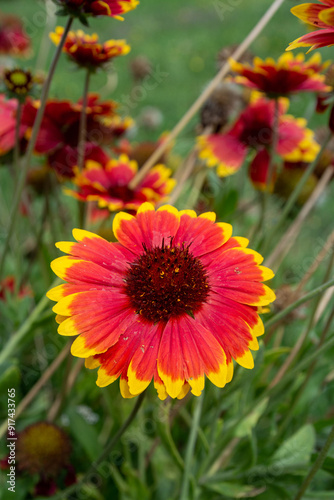 Gaillardes en fleur.