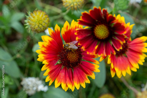 Abeille butinant une gaillarde en fleur.