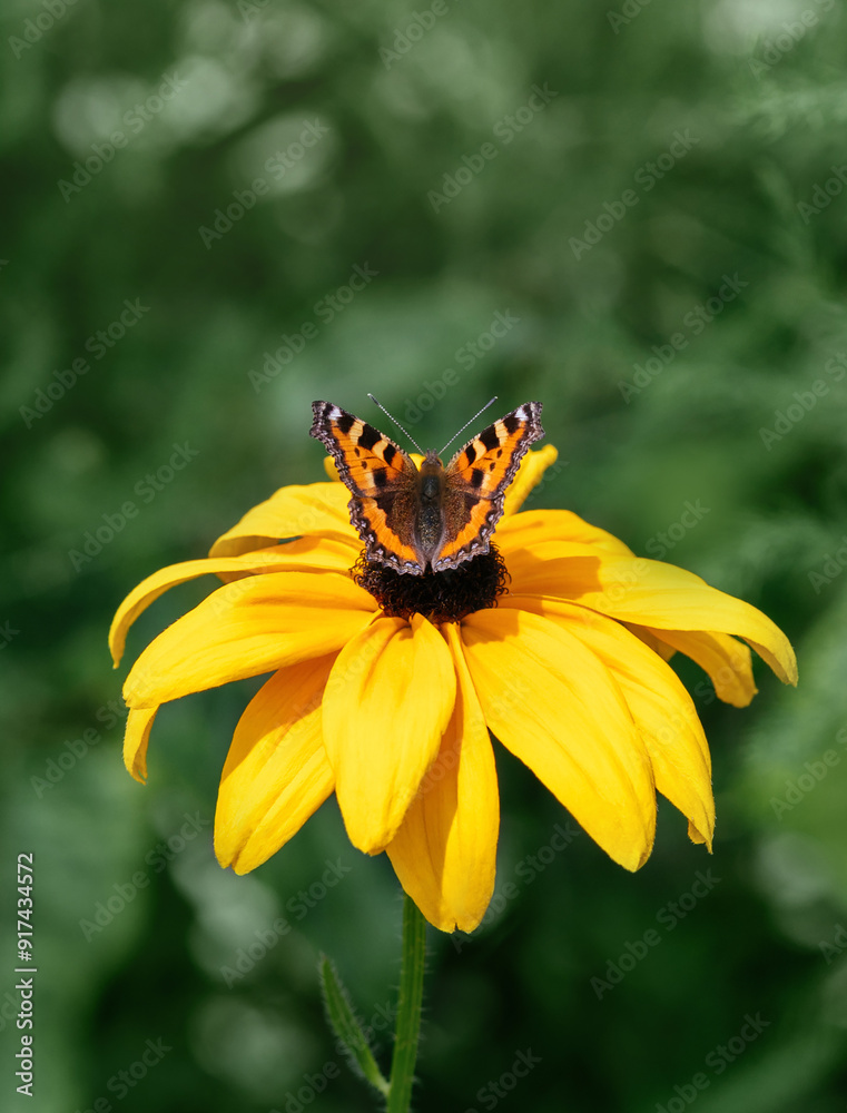 Tortoise butterfly, nettle butterfly resting on yellow rudbeckia flower on a green background. Sunny summer day. Macro photo, close up. Tortoise butterfly, nettle butterfly resting on yellow rudbeckia flower on a green background. Sunny summer day. Macro photo, close up.