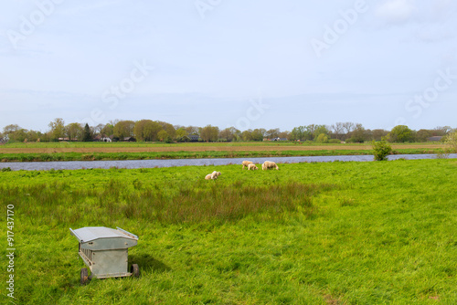 Sheep at the Overijsselse vecht photo