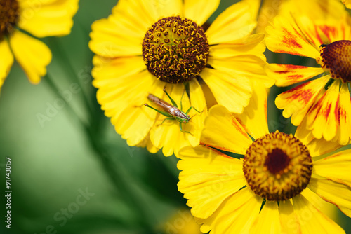 Green grasshopper on yellow flower background. Roeseliana roeselii on helenium on a sunny day. Bright summer background. photo