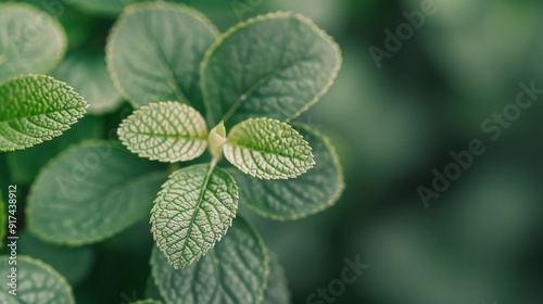 Close-Up of Fresh Green Mint Leaves in Natural Light