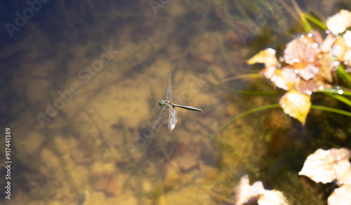 Flying dragonfly brilliant emerald, somatochlora metallica. Flying dragonfly over a pond. photo