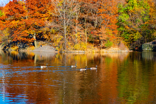 Wallpaper Mural Central park in autumn. Autumn landscape with duck in pond. Fall nature landscape. Beautiful pond in Central Park. Autumn nature duck. Seasonal fall landscape. Park autumn scenic fall. Birdlife Torontodigital.ca
