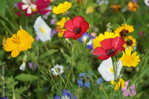 Blumenwiese mit bunten Naturblumen am Nachmittag im Sommer