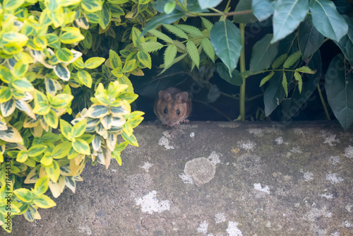 a wood mouse (long tailed field, Apodemus sylvaticus) peers out from beneath green garden foliage photo