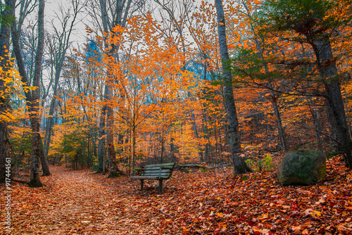 Fototapeta Naklejka Na Ścianę i Meble -  Lone bench on a forest path surrounded by fall trees and fall leaves on the ground