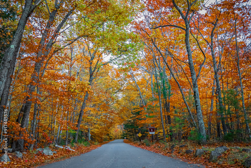 Obraz premium Gravel road surrounded by Fall trees and colours near Albany bridge near North Conway NH with National Forest sign