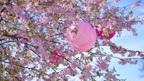 Rice lamps hanging from a cherry blossom tree photo