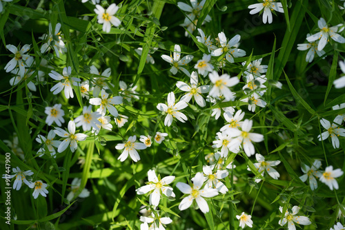 Stellaria holostea or chickweed or stitchwort on a green background. White wildflower.