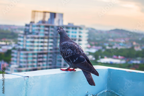 Pigeon bird perched on the rooftop.