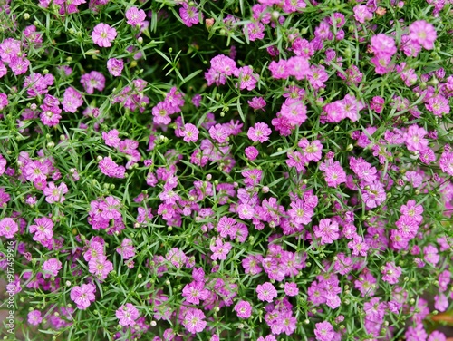 Lila Schleierkraut im Topf auf Terrasse