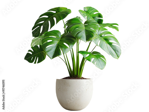 Indoor potted monstera plant with large leaves in a neutral planter photo