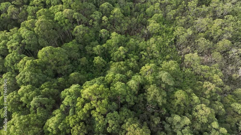 flying over a plantation of trees, in a forestry farm, in the bush in the mountains
flying over a plantation of trees, in a forestry farm, in the bush in the mountains