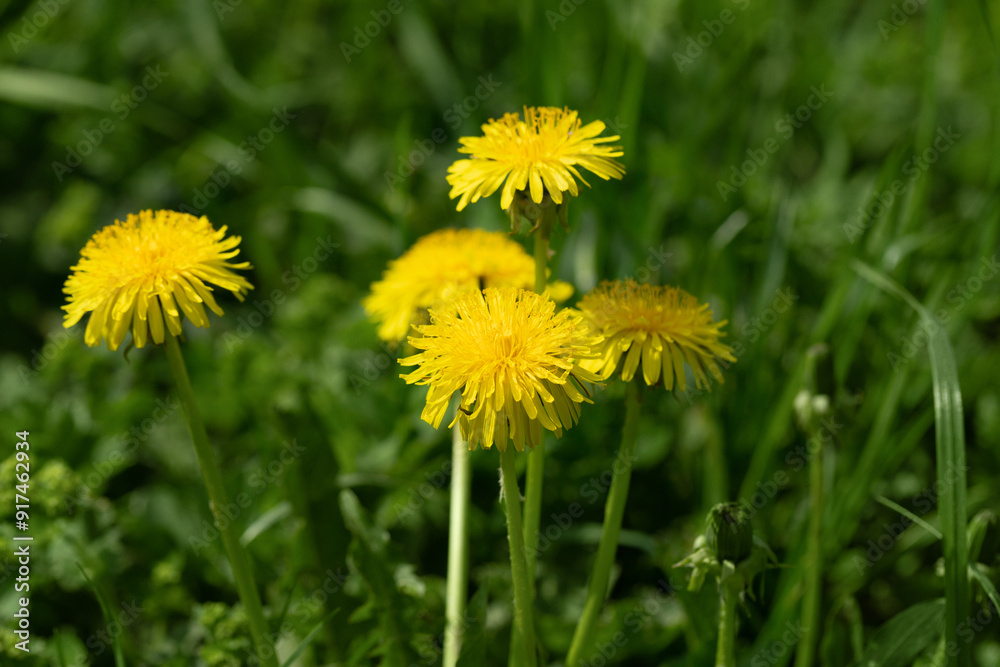 Blooming yellow dandelions in the green grass. Spring flowers background. Blooming yellow dandelions in the green grass. Spring flowers background.
