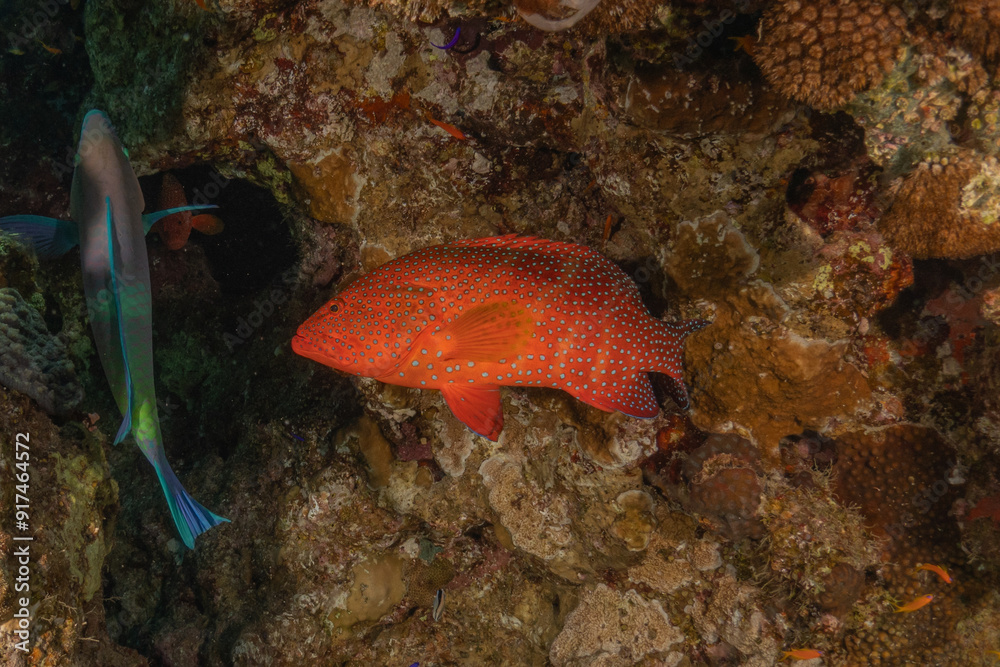 Fish swimming in the Red Sea, colorful fish, Eilat Israel
Fish swimming in the Red Sea, colorful fish, Eilat Israel
