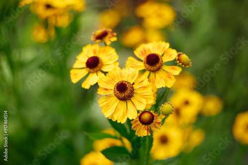 Beautiful yellow helenium flowers on green background. Beautiful perennial garden flower. photo