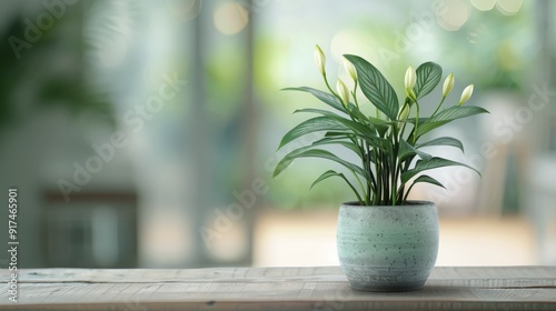 Indoor Potted Plant Displayed on Wooden Table in Bright, Lively Room