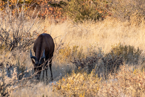 Closeup of a Red Hartebeest - Alcelaphus buselaphus Caama- also known as the Kongoni, or Cape Hartebeest on the plains of Etosha National Park. photo