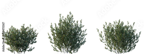 Set of Ilex aquifolium (the holly, common holly, English holly, European holly, Christmas holly) frontal set street shrub isolated png in sunny daylight on a transparent background perfectly cutout photo