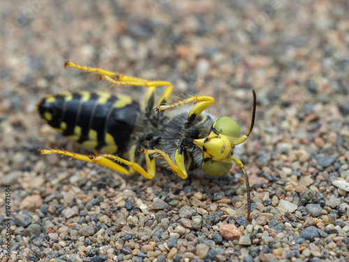 P8080010 dead sand wasp, Bembix americana, underside, cECP 2024 photo