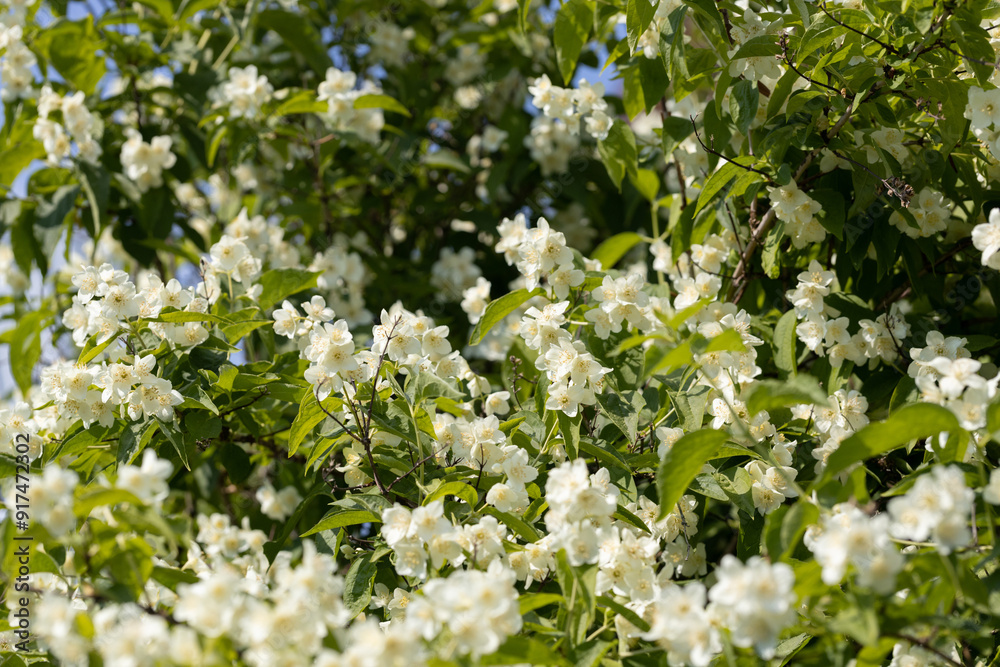 Blooming white jasmine shrub in the garden. Fragrant ornamental plant. Blooming white jasmine shrub in the garden. Fragrant ornamental plant.