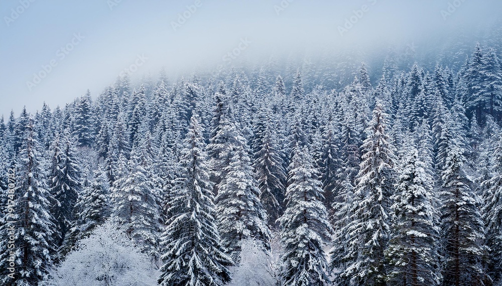 A dense forest filled with trees covered in snow during winter A dense forest filled with trees covered in snow during winter