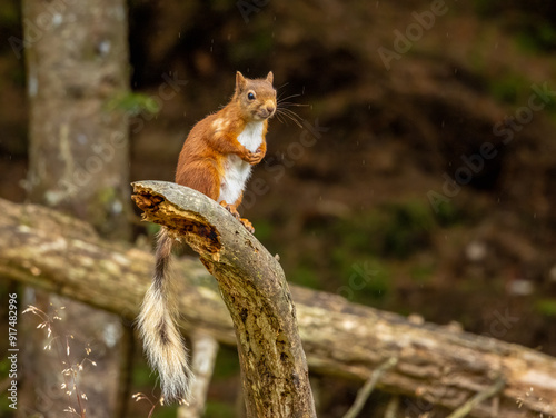 Adorable little scottish red squirrel in the undergrowth in the woodland