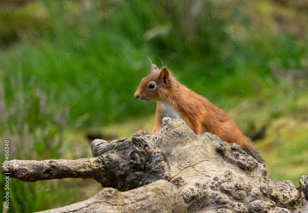 Adorable little scottish red squirrel in the undergrowth in the woodland Adorable little scottish red squirrel in the undergrowth in the woodland