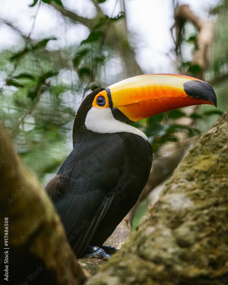 Naklejka premium Toco Tucan smiling. High quality photo